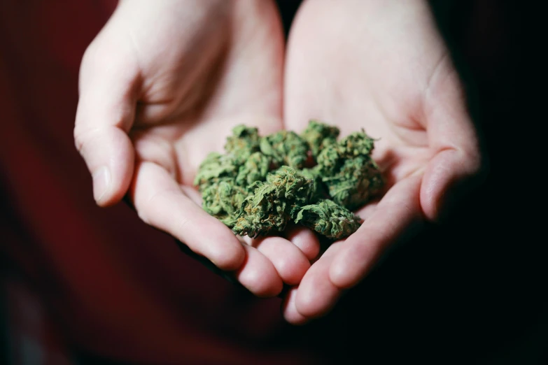 a person holding a handful of marijuana in their hands, by Julia Pishtar, unsplash, hurufiyya, full og shrek, thumbnail, petite