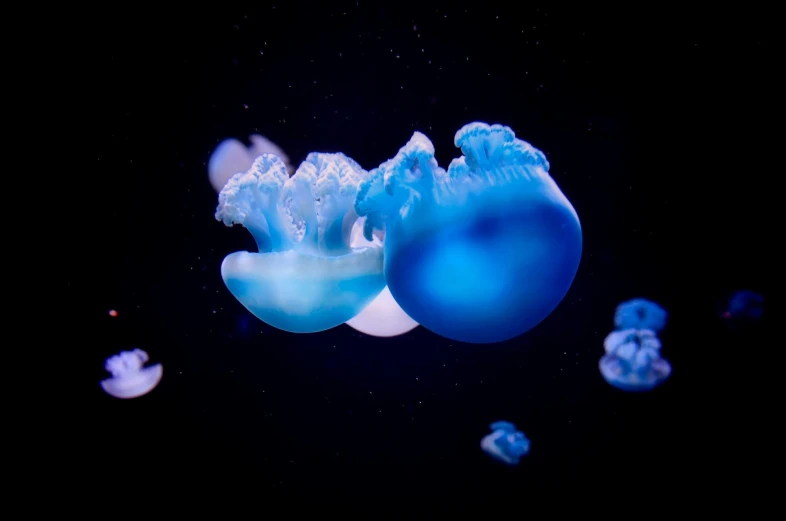 a group of jellyfish floating in the water, by Adam Marczyński, pexels contest winner, glowing blue interior components, made of glowing wax and ceramic, light blue, barreleye