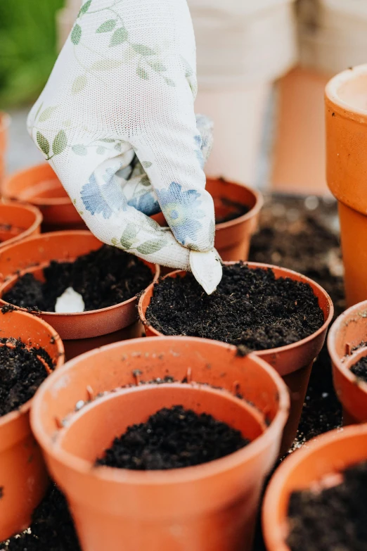 a person putting dirt in a potted plant, in rows, flower pots, cream of the crop, amanda lilleston