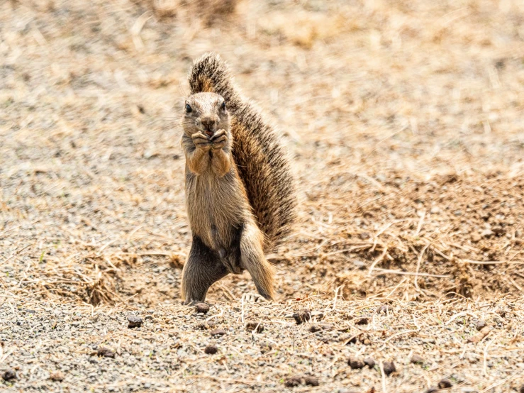 a small squirrel standing on its hind legs, an album cover, by Peter Churcher, pexels contest winner, on the african plains, sweltering, spiky, female gigachad