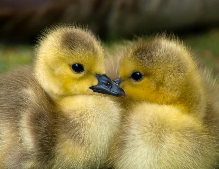 a couple of ducks sitting on top of a lush green field, a picture, by Jacob Duck, shutterstock, fluffy face, twins, extreme close - up shot, national geographic photo award