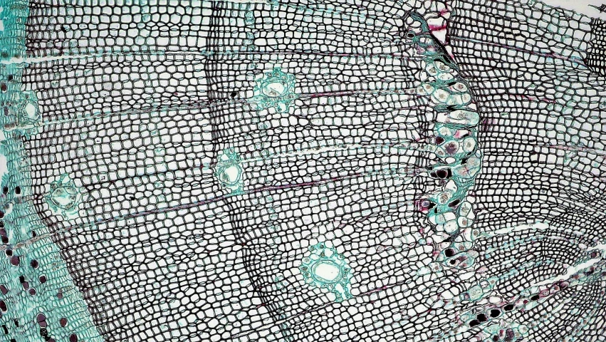 a close up of a scarf on a mannequin mannequin mannequin mannequin mannequin mannequin manne, a microscopic photo, by Ellen Gallagher, net art, voronoi pattern, pink white turquoise, detailed hatching, microscopic tardigrade
