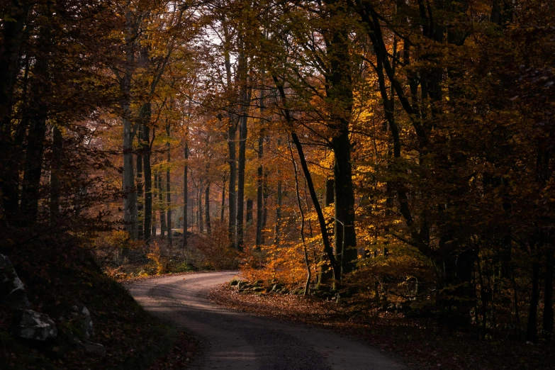 a dirt road in the middle of a forest, by Daniel Seghers, pexels contest winner, dark oranges reds and yellows, 2 5 6 x 2 5 6 pixels, curving, autumnal