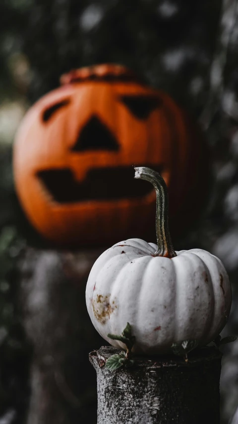 a white pumpkin sitting on top of a tree stump, pexels, halloween atmosphere, thumbnail, background image, trending on vsco