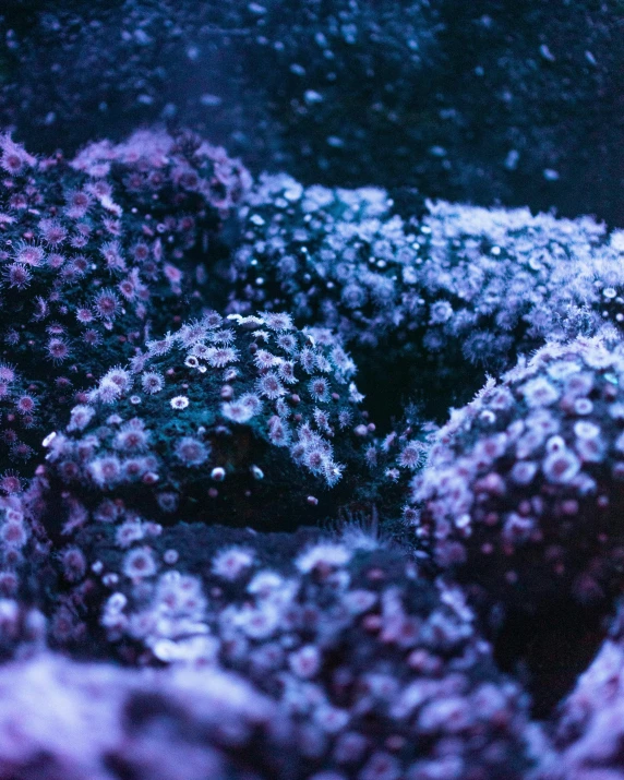 a close up of a bunch of purple flowers, a microscopic photo, unsplash, dark underwater alien ocean, nug pic, looking sad, coral
