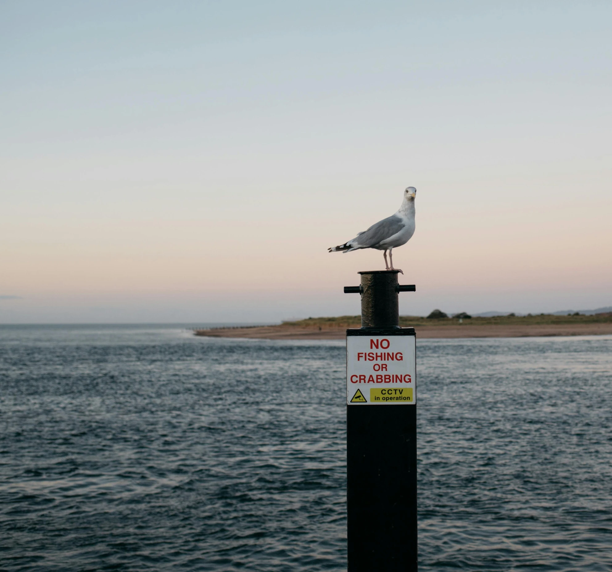 a seagull sitting on top of a pole next to a body of water, happening, near the sea, evening time, on a pedestal, unsplash photography