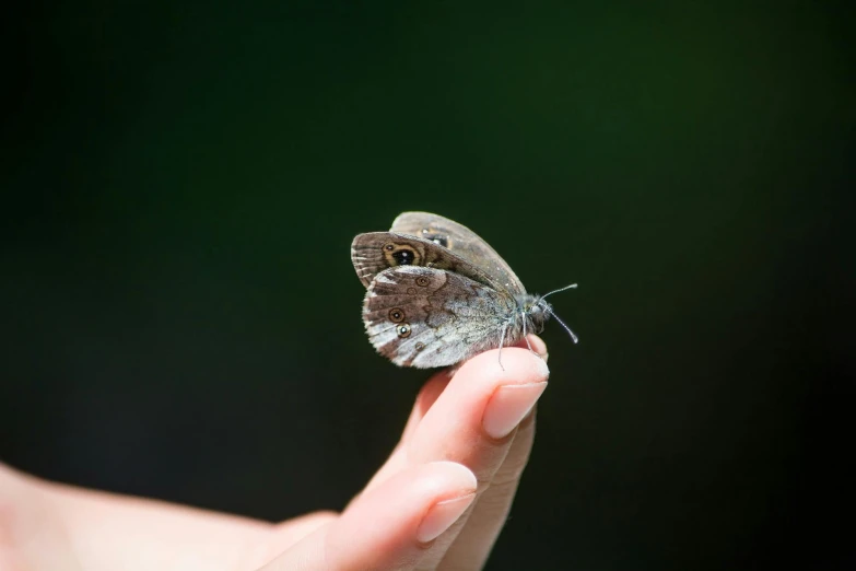 a close up of a person's hand holding a butterfly, by Mathias Kollros, pexels contest winner, hurufiyya, grey, cute little creature, holding a pudica pose, half - length photo