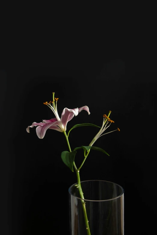 a close up of a vase with a flower in it, a still life, unsplash, photorealism, on black background, lily flowers, tall thin, honeysuckle