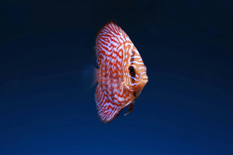 a fish that is swimming in some water, pexels contest winner, red and blue back light, ornamented, albino, fully symmetrical