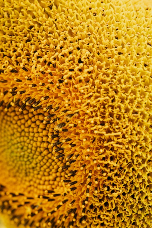 a close up of the center of a sunflower, by David Simpson, renaissance, pollen, close-up from above, grey