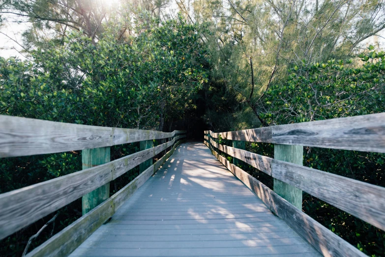 a wooden bridge with trees in the background, by Carey Morris, unsplash, near the beach, passages, 5k, matthew stewart