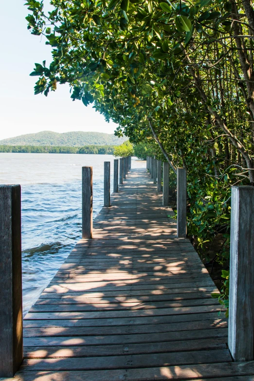 a wooden dock next to a body of water, mangrove trees, tamborine, branching hallways, sunny environment