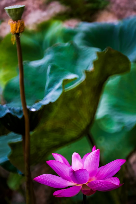 a pink flower with green leaves in the background, a portrait, by Leo Michelson, unsplash, lotus pond, vietnam, lpoty, colour photograph