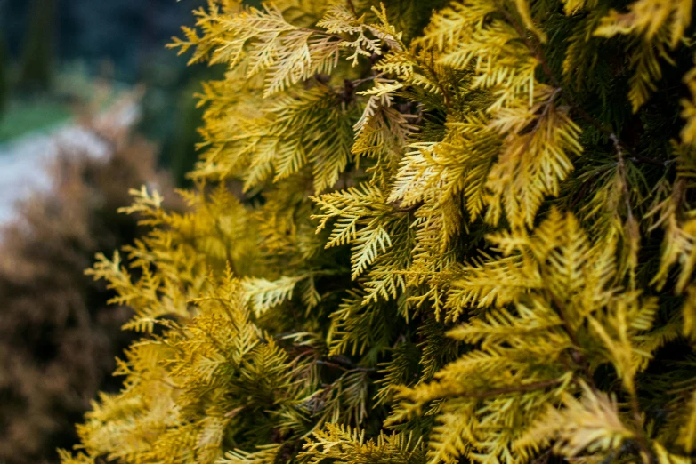 a close up of a tree with yellow leaves, rose of jericho, fan favorite, color ( sony a 7 r iv, tie-dye