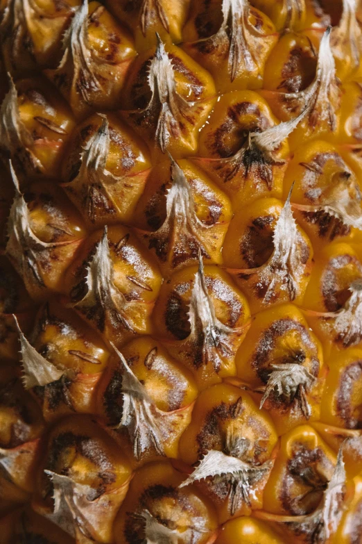 a close up of a pineapple on a table, by Matt Stewart, dry, slide show, full frame image, f / 2 0