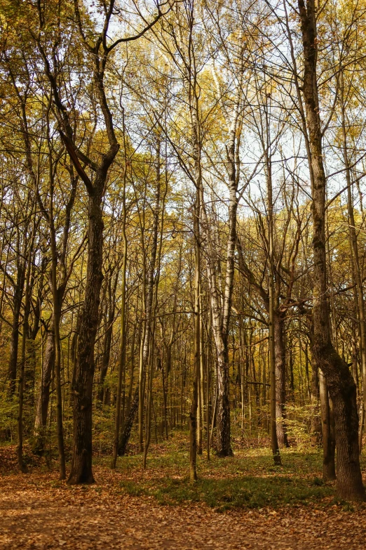 a forest filled with lots of trees covered in leaves, muted brown yellow and blacks, ((trees)), german forest, tall broad oaks