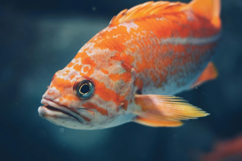 a close up of a fish in a tank, pexels contest winner, photorealism, red and orange colored, instagram post, 🦩🪐🐞👩🏻🦳, ultra high resolution