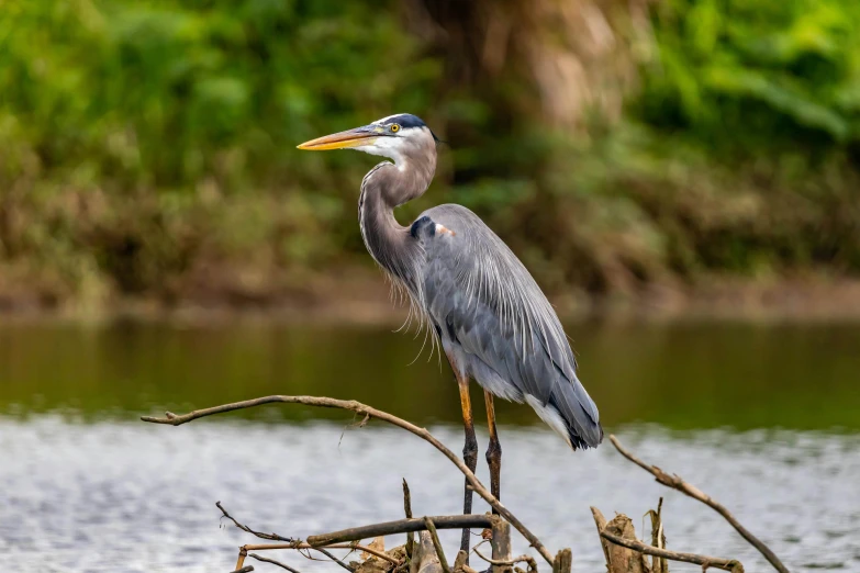 a large bird standing on top of a tree branch, on a riverbank, in louisiana, 🦩🪐🐞👩🏻🦳, grey