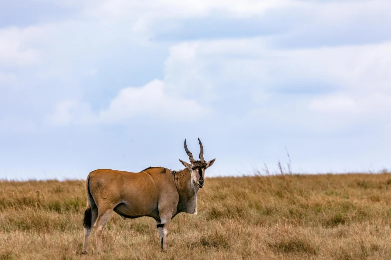 a deer that is standing in the grass, by Daniel Lieske, pexels contest winner, african steppe, blue sky, mule, very kenyan