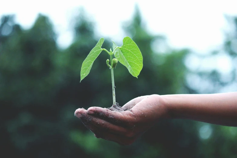 a person holding a small plant in their hand, unsplash, plant sap, multiple stories, raising an arm, green