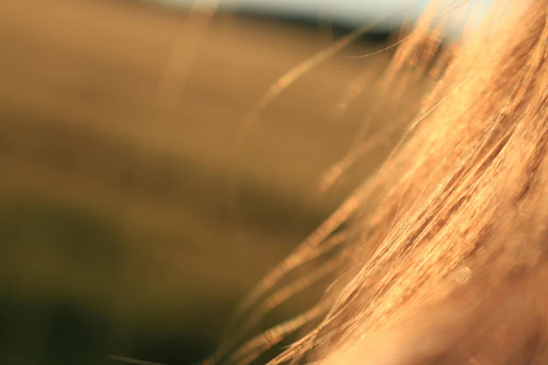 a close up of a person with long hair, trending on pexels, golden hour 4k, field - blur, light brown hair, grainy movie still