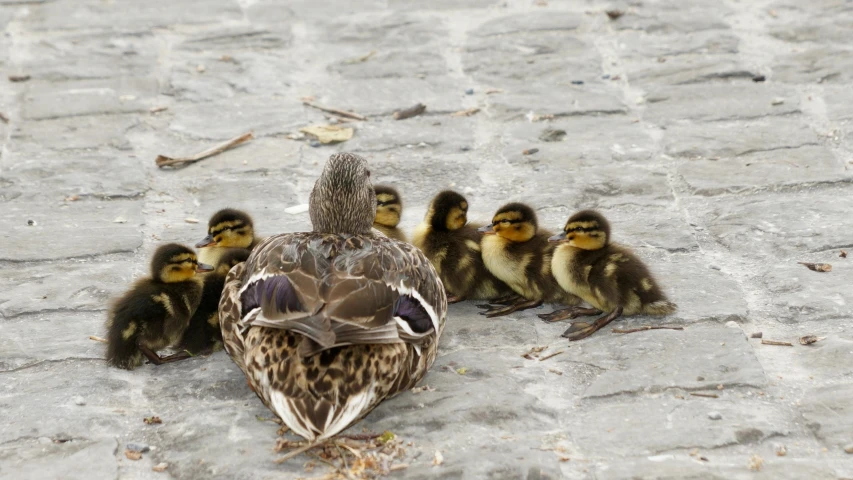 a group of ducks standing next to each other, an album cover, by Joze Ciuha, pexels contest winner, maternal, laying down, first place, motherly