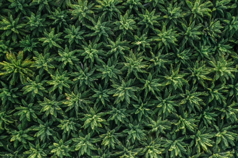 a close up of a bunch of green plants, by Adam Marczyński, drone photograpghy, tesselation, field of marijuana, fir trees