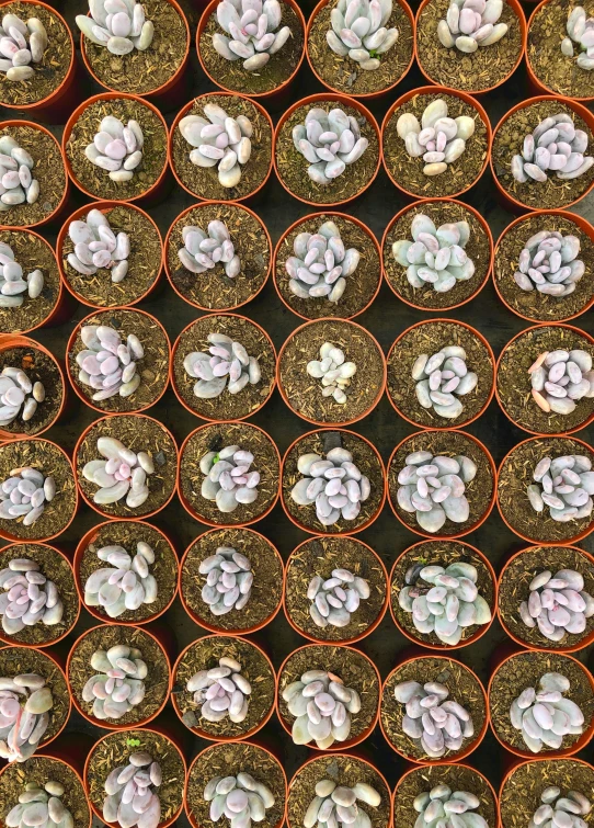 a bunch of potted plants sitting on top of a table, showcases full of embryos, mauve and cyan, peyote cactus desert, 4 0 0 0 samples
