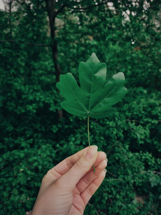 a person holding a leaf in their hand, trending on pexels, forest green, tall broad oaks, 🍸🍋, profile image