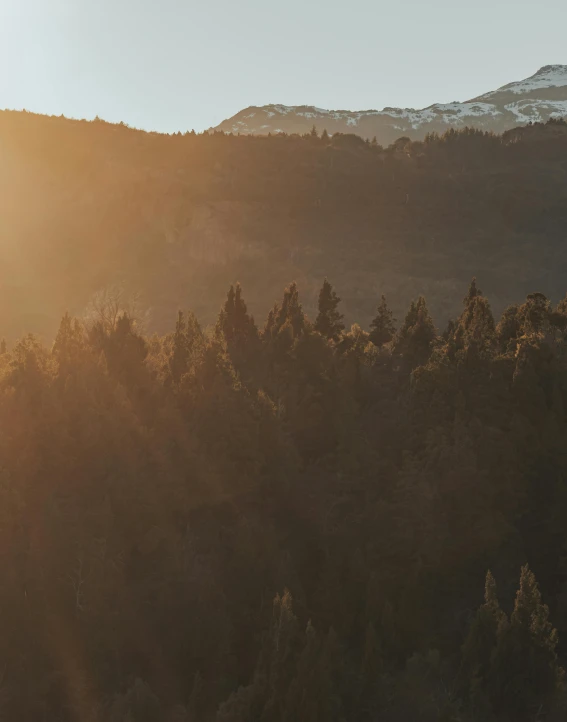 a plane flying over a forest with a mountain in the background, a picture, unsplash contest winner, sun through the trees, chile, morning light showing injuries, winter sun