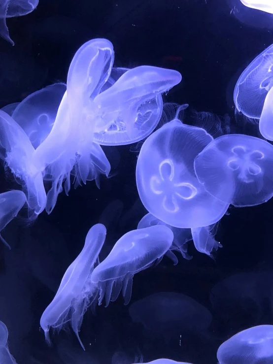 a group of jellyfish swimming in an aquarium, big white glowing wings, jen zee, blue bioluminescent plastics, taken in 2022