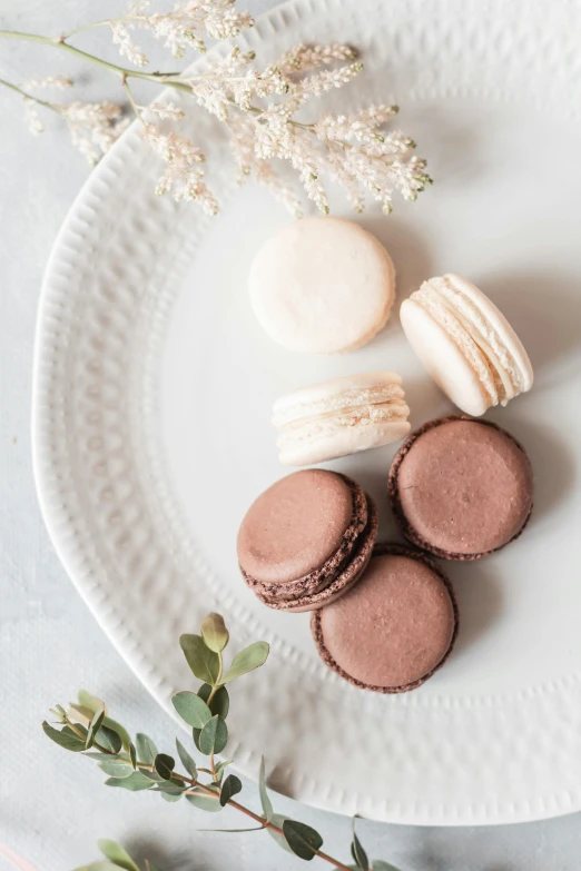 a white plate topped with macarons on top of a table, inspired by Rudolf von Alt, unsplash, muted brown, frosted, 5k, chocolate