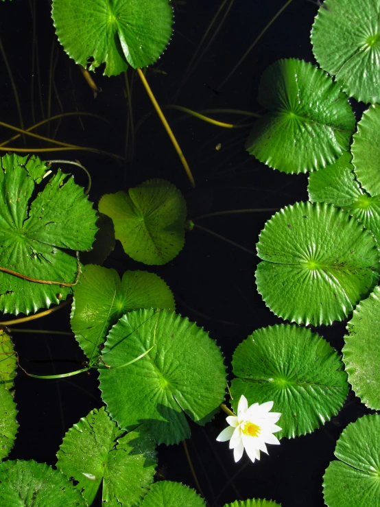 a white flower sitting on top of a green leaf covered pond, photograph from above, bioluminescent plants, promo image, nymphaea