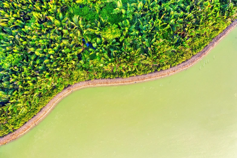 an aerial view of a body of water surrounded by trees, by Daniel Lieske, pexels contest winner, environmental art, green wall, coconut trees, low detail, pastel green