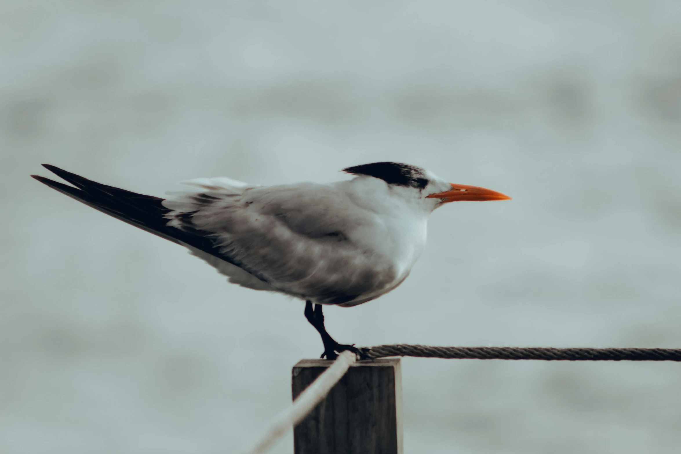 a small bird sitting on top of a wooden post, white and orange, unsplash photography, gray, long neck