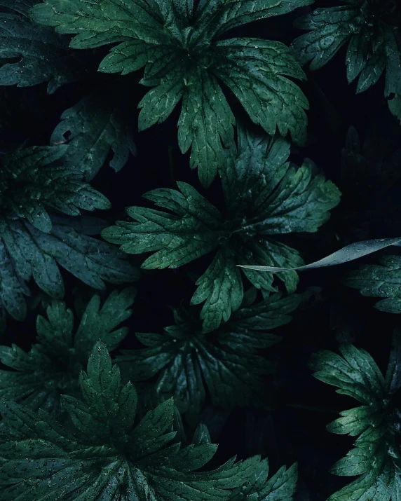 a close up of a bunch of green leaves, an album cover, inspired by Elsa Bleda, unsplash contest winner, hurufiyya, midnight colors, dark. no text, iphone wallpaper, quixel megascans