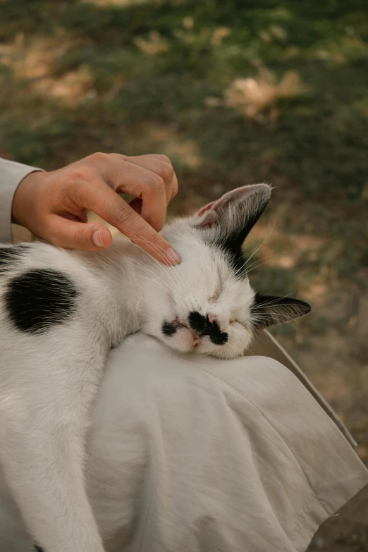 a person is petting a black and white cat, trending on pexels, renaissance, passed out, cat bunny, white with black spots, nature photo