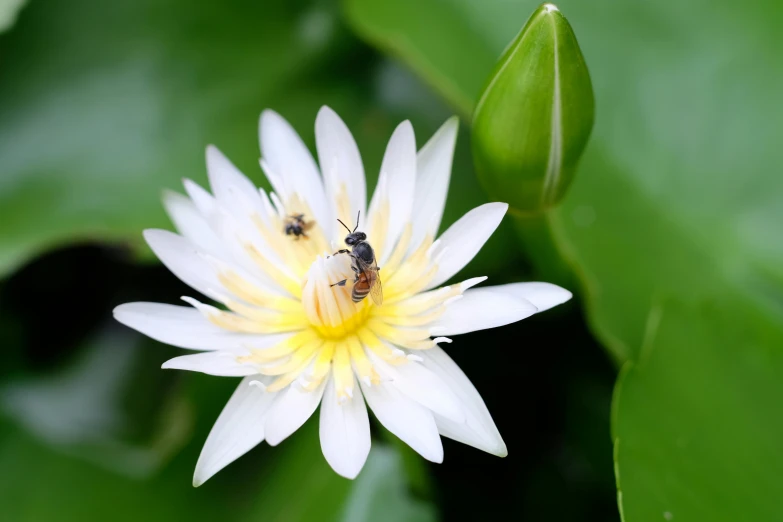 a bee sitting on top of a white flower, in a pond, nuttavut baiphowongse, slide show, as photograph