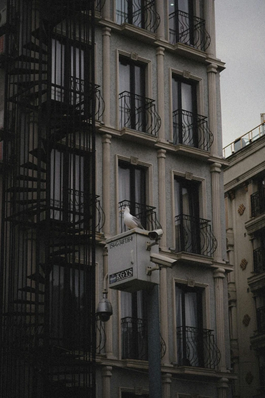 a couple of birds sitting on top of a street sign, a photo, inspired by André Kertész, pexels contest winner, art nouveau, multistory building, white grey color palette, shutters, late evening