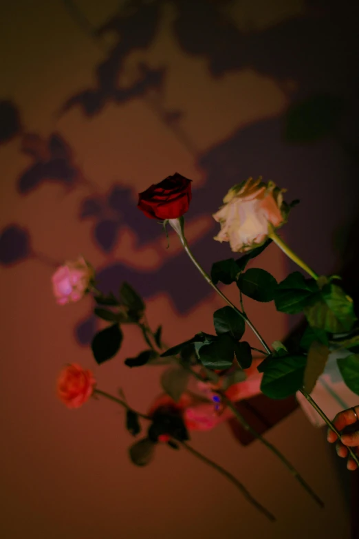 a close up of a vase with flowers in it, an album cover, inspired by Elsa Bleda, romanticism, red neon roses, ((sunset)), rinko kawauchi, very very low quality picture