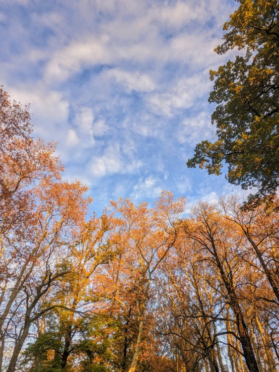 a group of trees that are standing in the grass, orange and blue sky, william penn state forest, looking upwards, today\'s featured photograph 4k
