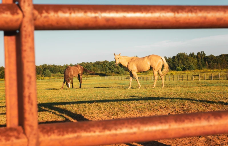 a couple of horses that are standing in the grass, rusty chain fencing, photo taken with provia, standing in an arena, looking onto the horizon