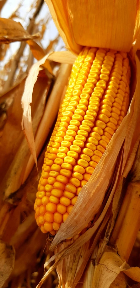 a close up of an ear of corn on a stalk, by Everett Warner, slide show, hot food, thumbnail
