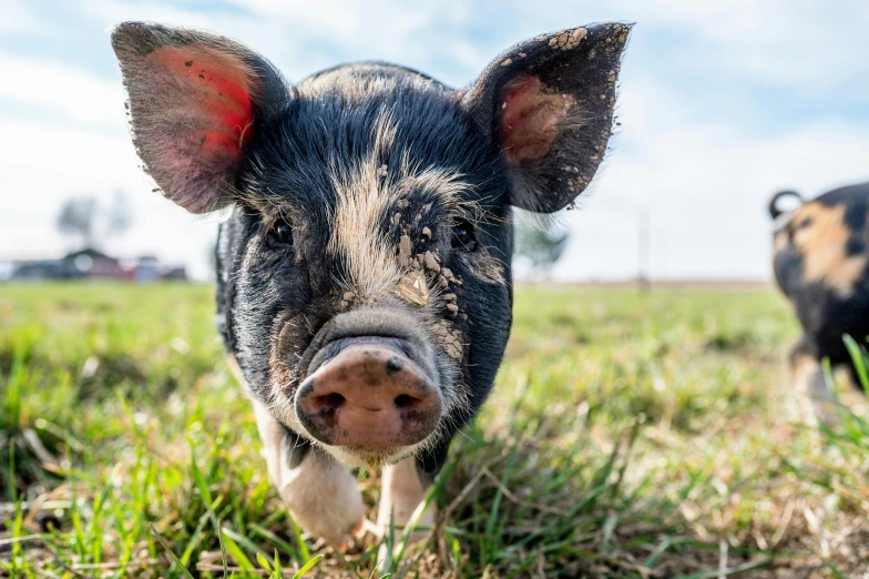 a pig standing on top of a lush green field, profile image, pov photo, fan favorite, black