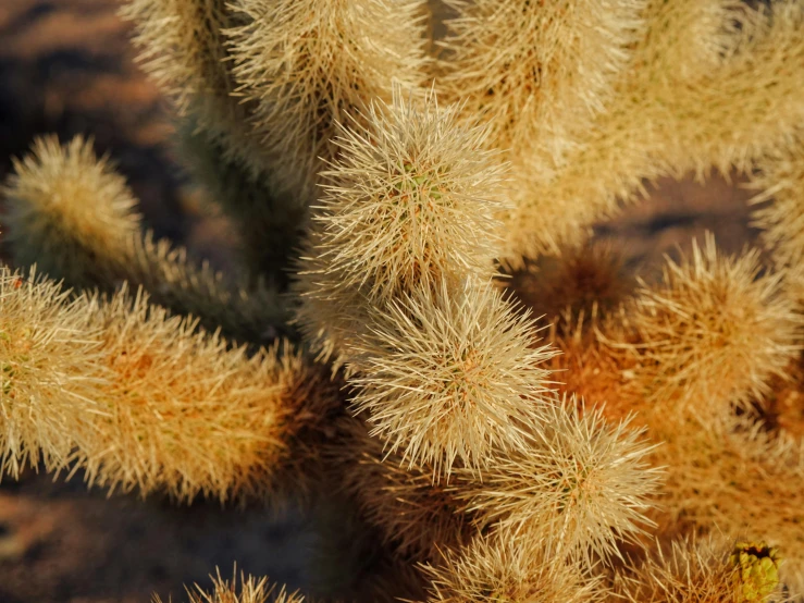 a close up of a cactus plant in the desert, by Linda Sutton, unsplash, visual art, clumps of hair, coxcomb, thick bushes, high resolution ultradetailed