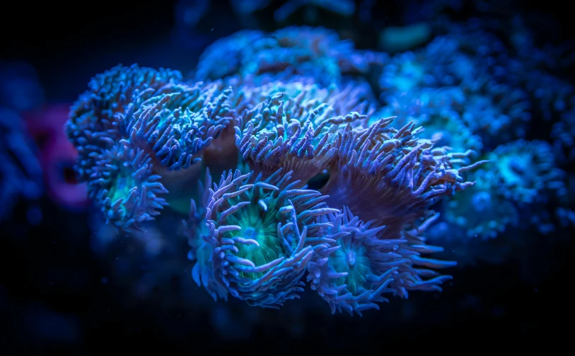 a close up of some very pretty looking corals, a macro photograph, unsplash, blue neon lighting, male medusa, 🦑 design, shot on sony a 7 iii