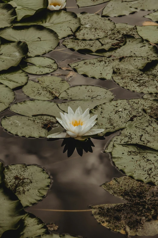 a group of water lillies floating on top of a pond, a picture, unsplash, renaissance, multiple stories, full frame image