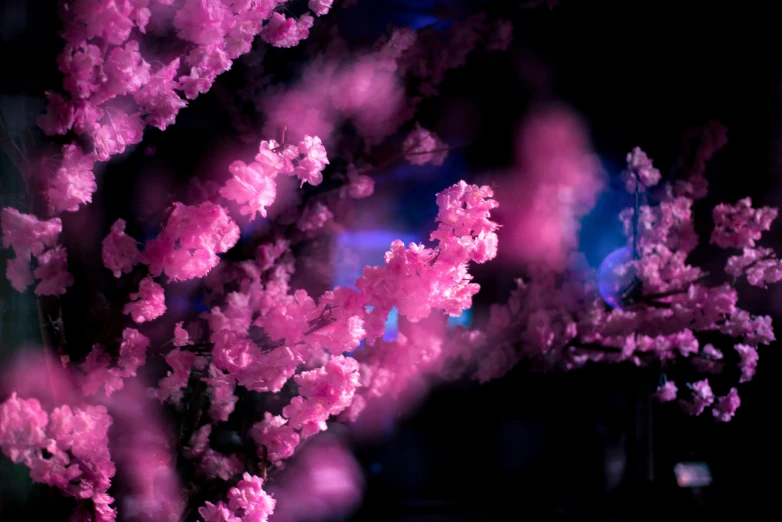 a close up of a bunch of pink flowers, a digital rendering, inspired by Elsa Bleda, unsplash, in a candy forest! at night, purple volumetric lighting, cherry-blossom-tree, jingna zhang