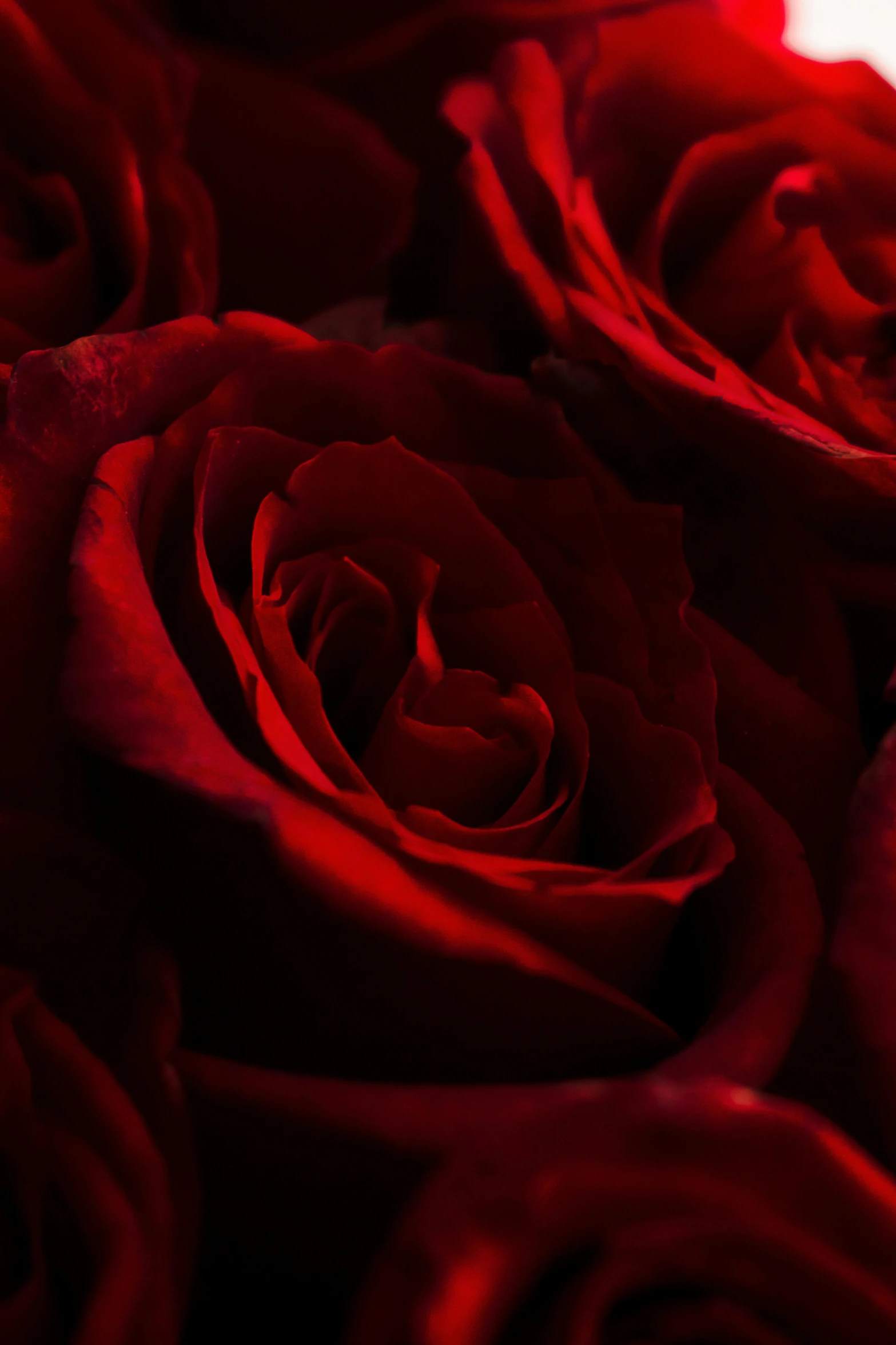 a close up of a bunch of red roses, pexels contest winner, romanticism, paul barson, love in motion, in crimson red, low detail