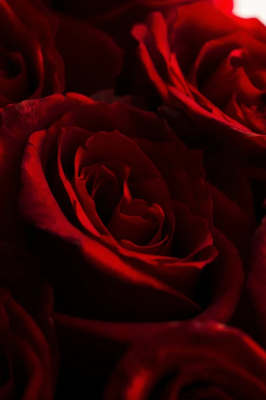 a close up of a bunch of red roses, pexels contest winner, romanticism, paul barson, love in motion, in crimson red, low detail
